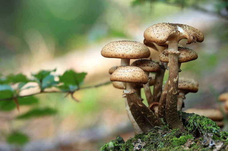 Fantasy Forest